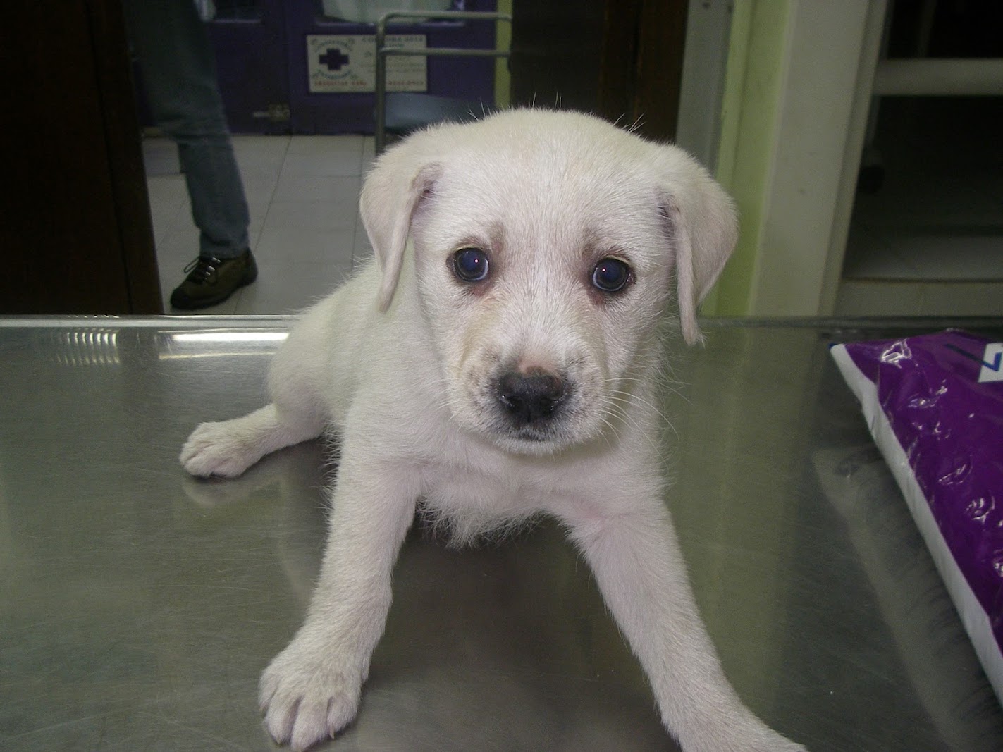 Cachorro atendido en la veterinaria