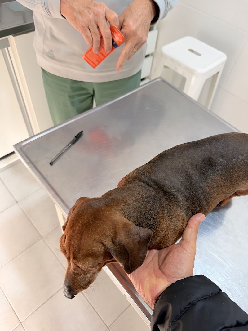 Consulta veterinaria a un perro