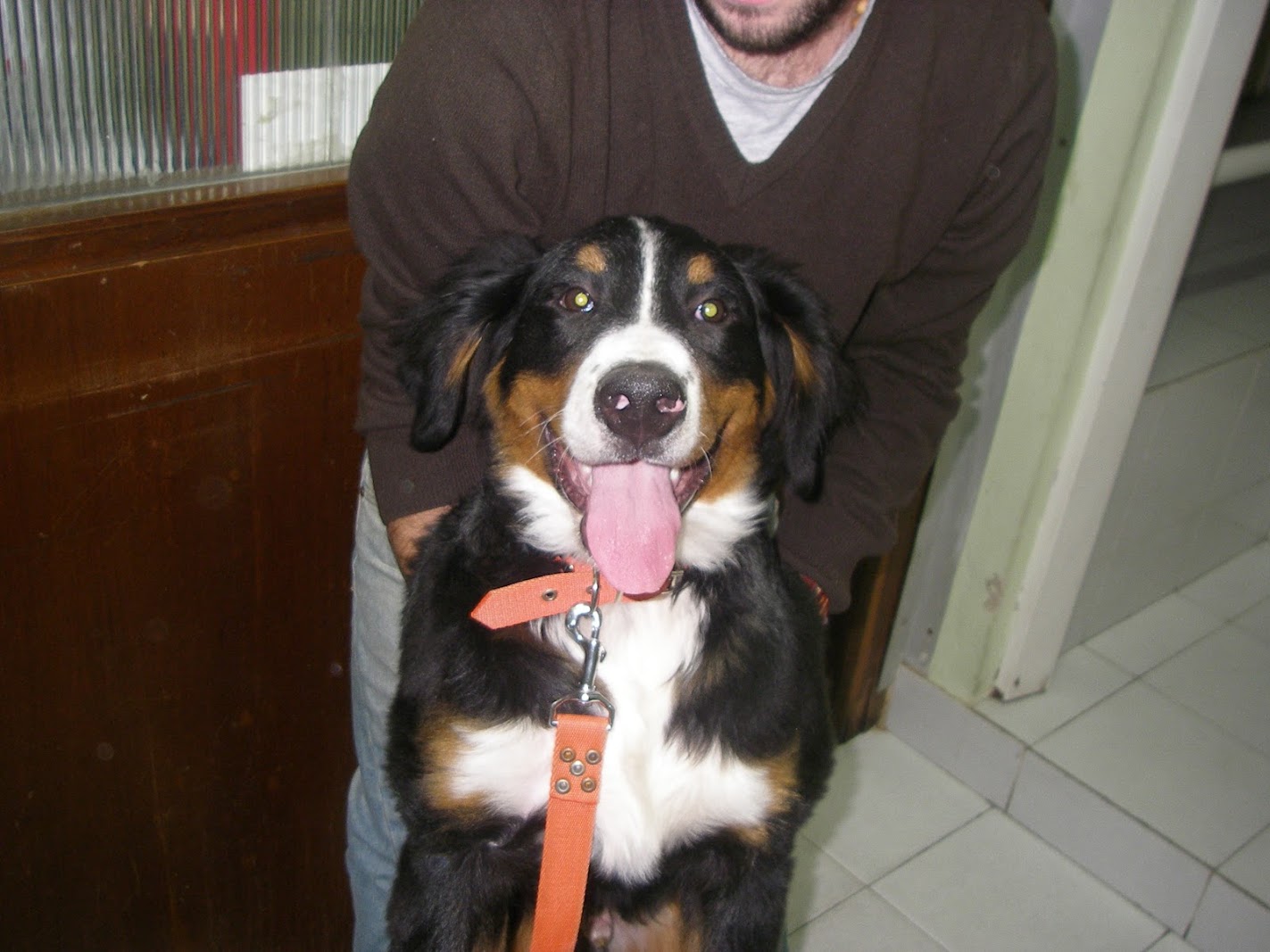 Perro paciente de la veterinaria junto a su dueño