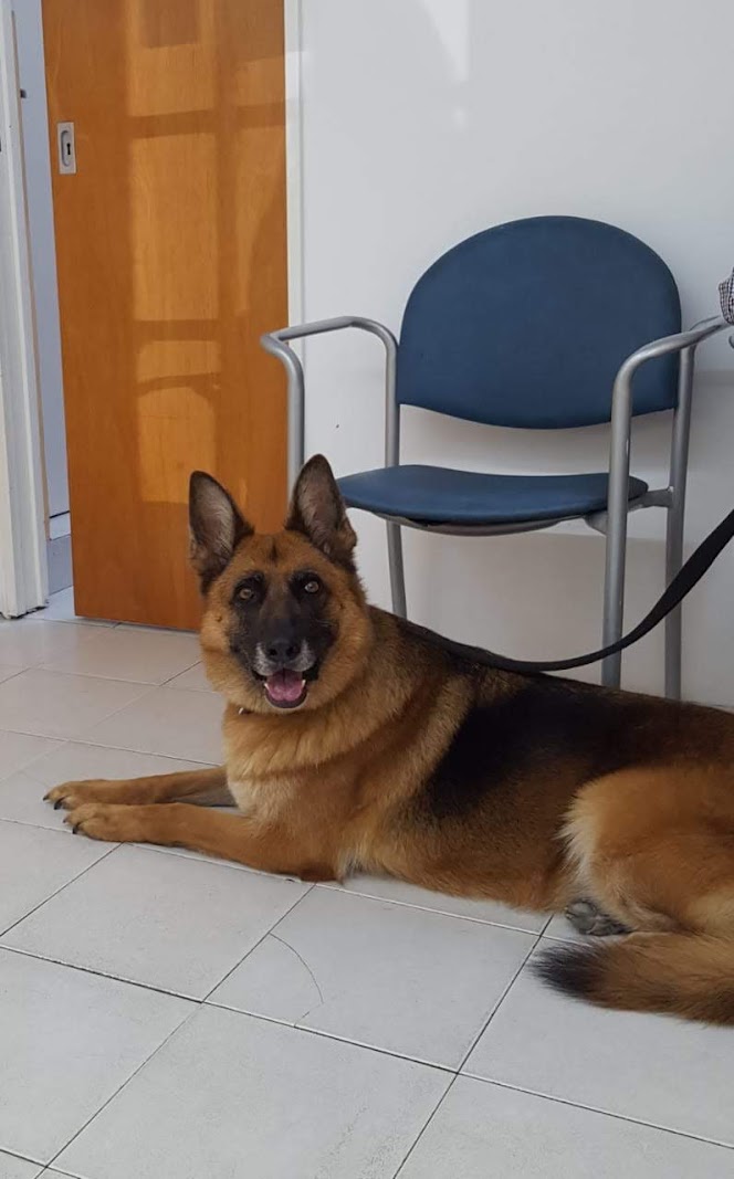 Perro en la sala de espera de la veterinaria