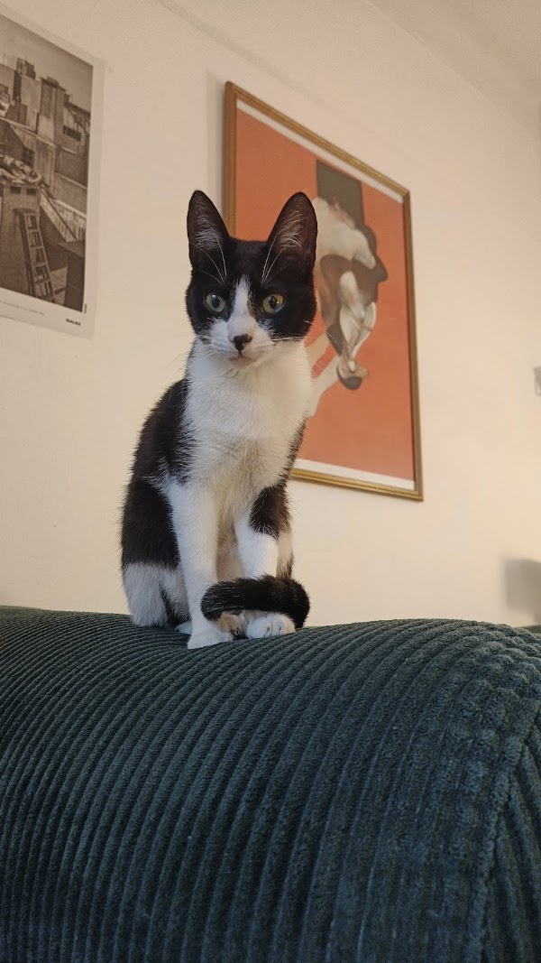 Gato paciente de la veterinaria